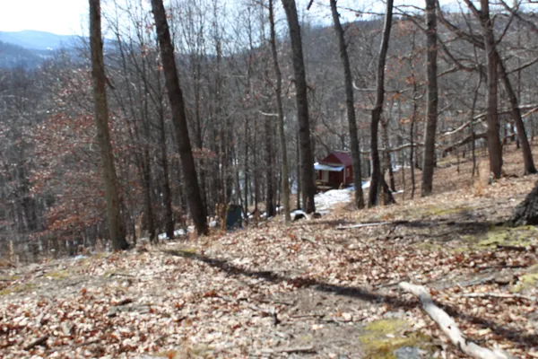 a view of a yard with a tree