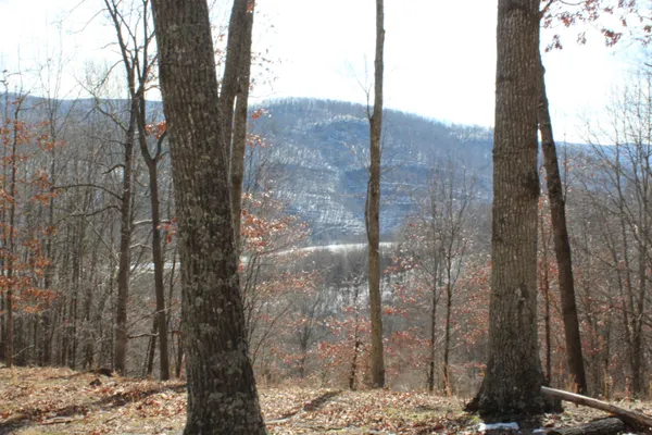 a view of a forest filled with trees