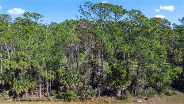 a view of a forest from a balcony