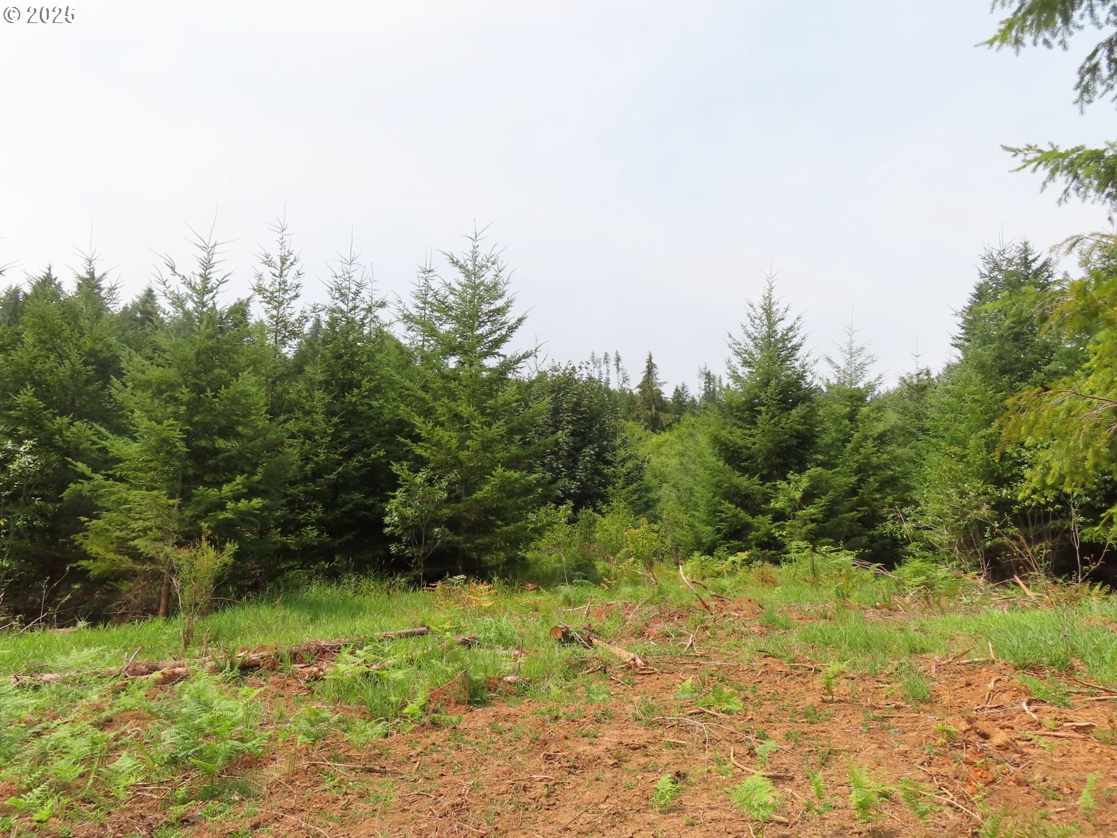 Mill Creek Lane, Unit B Longview, WA 98632 - Photo 16 of 26 a view of a yard with plants and a large tree