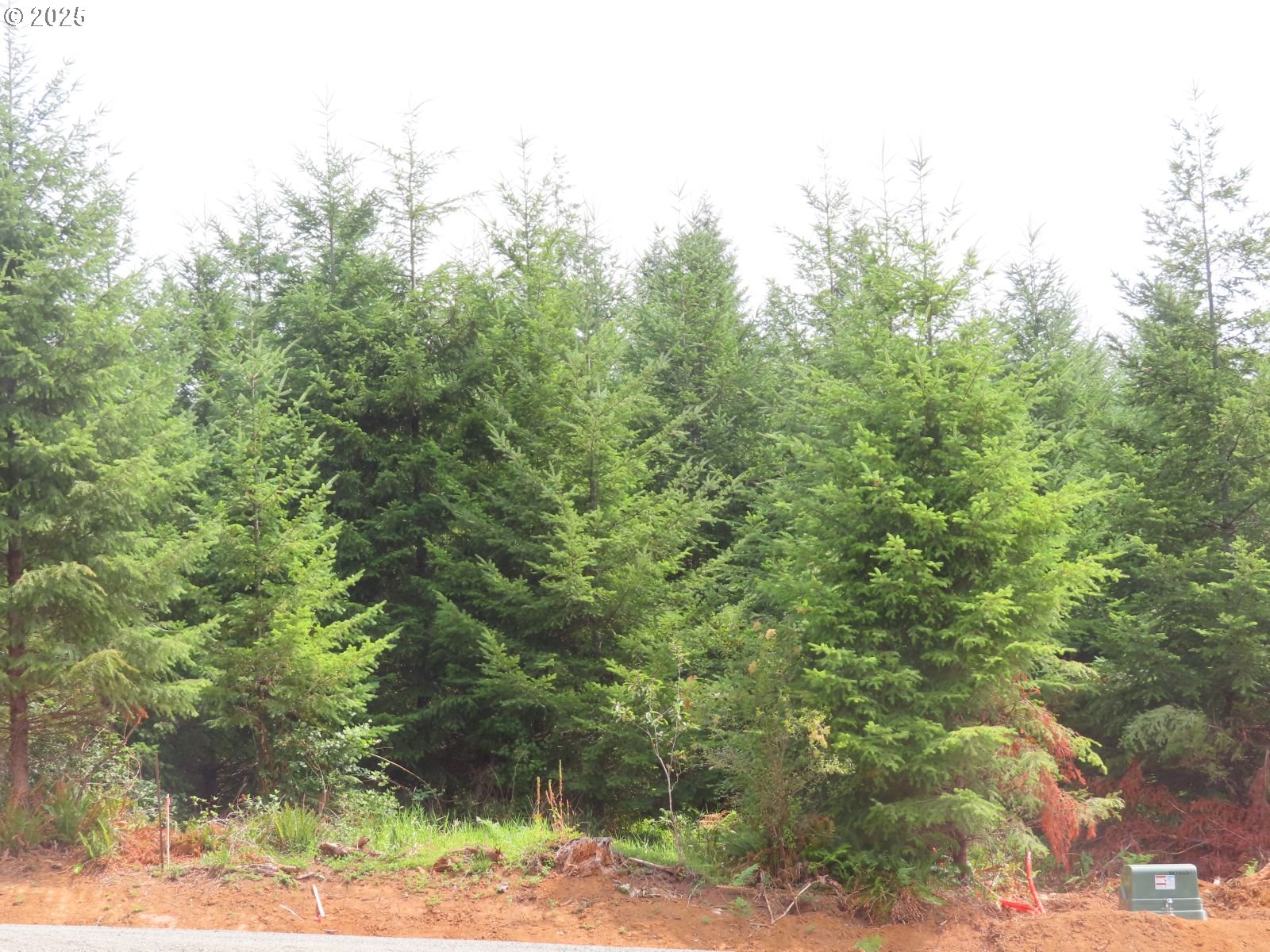 Mill Creek Lane, Unit B Longview, WA 98632 - Photo 19 of 26 a view of a forest with lush green forest