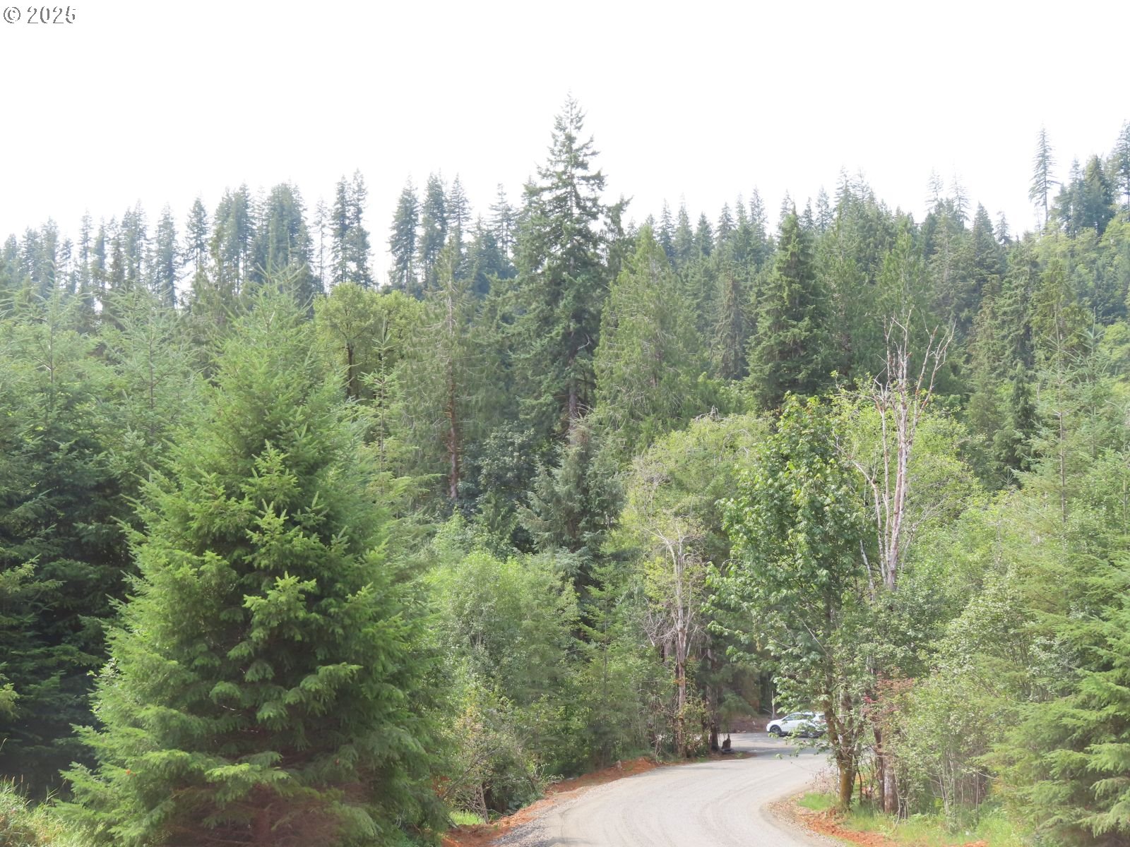 Mill Creek Lane, Unit B Longview, WA 98632 - Photo 2 of 26 a view of a forest with trees in the background