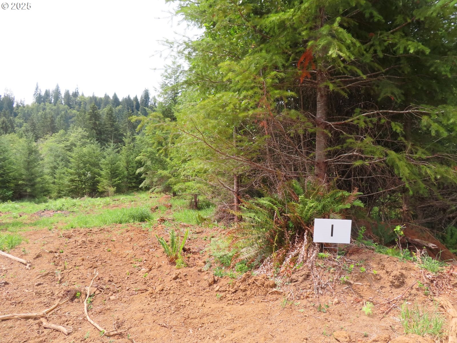 Mill Creek Lane, Unit B Longview, WA 98632 - Photo 26 of 26 a backyard of a house with a yard and large tree