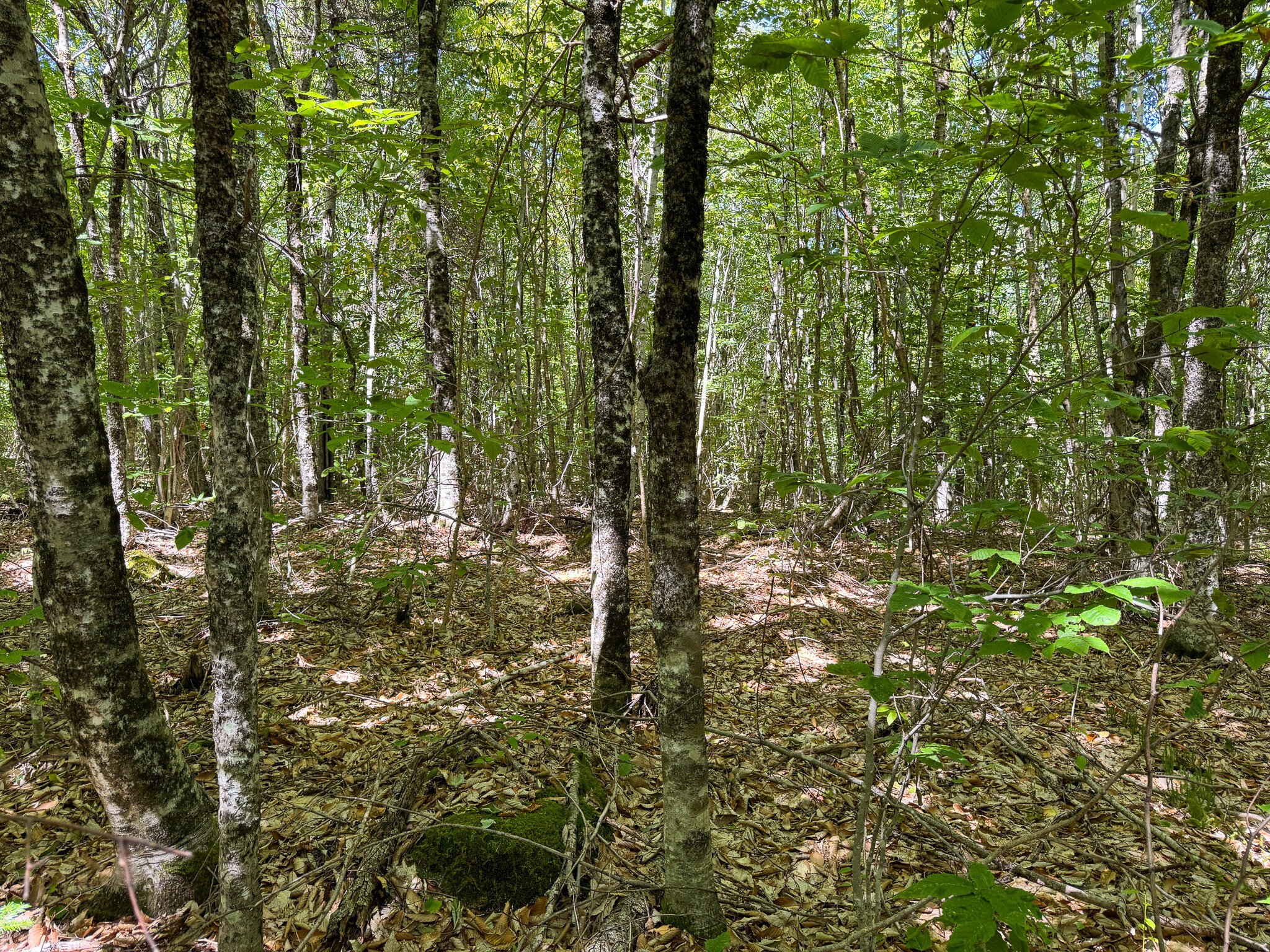 95 Branch Road Wells, ME 04090 - Photo 12 of 23 12