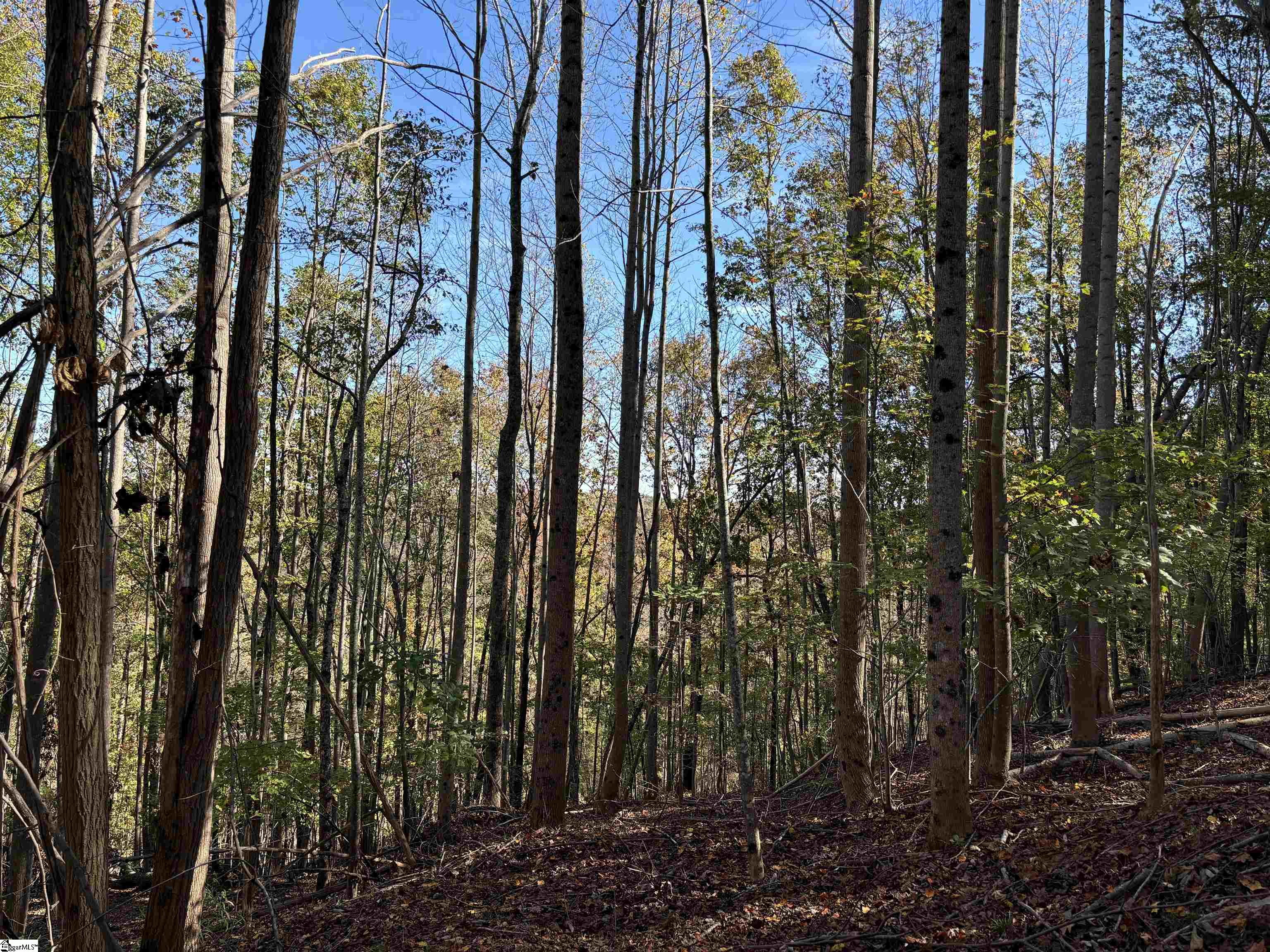 Shady Grove Road Sunset, SC 29685 - Photo 14 of 29