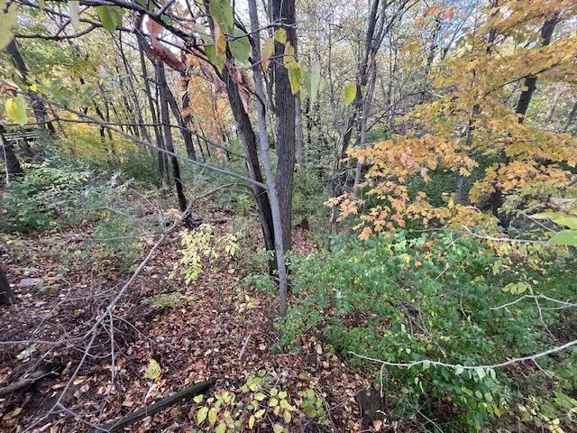 a view of a forest filled with trees