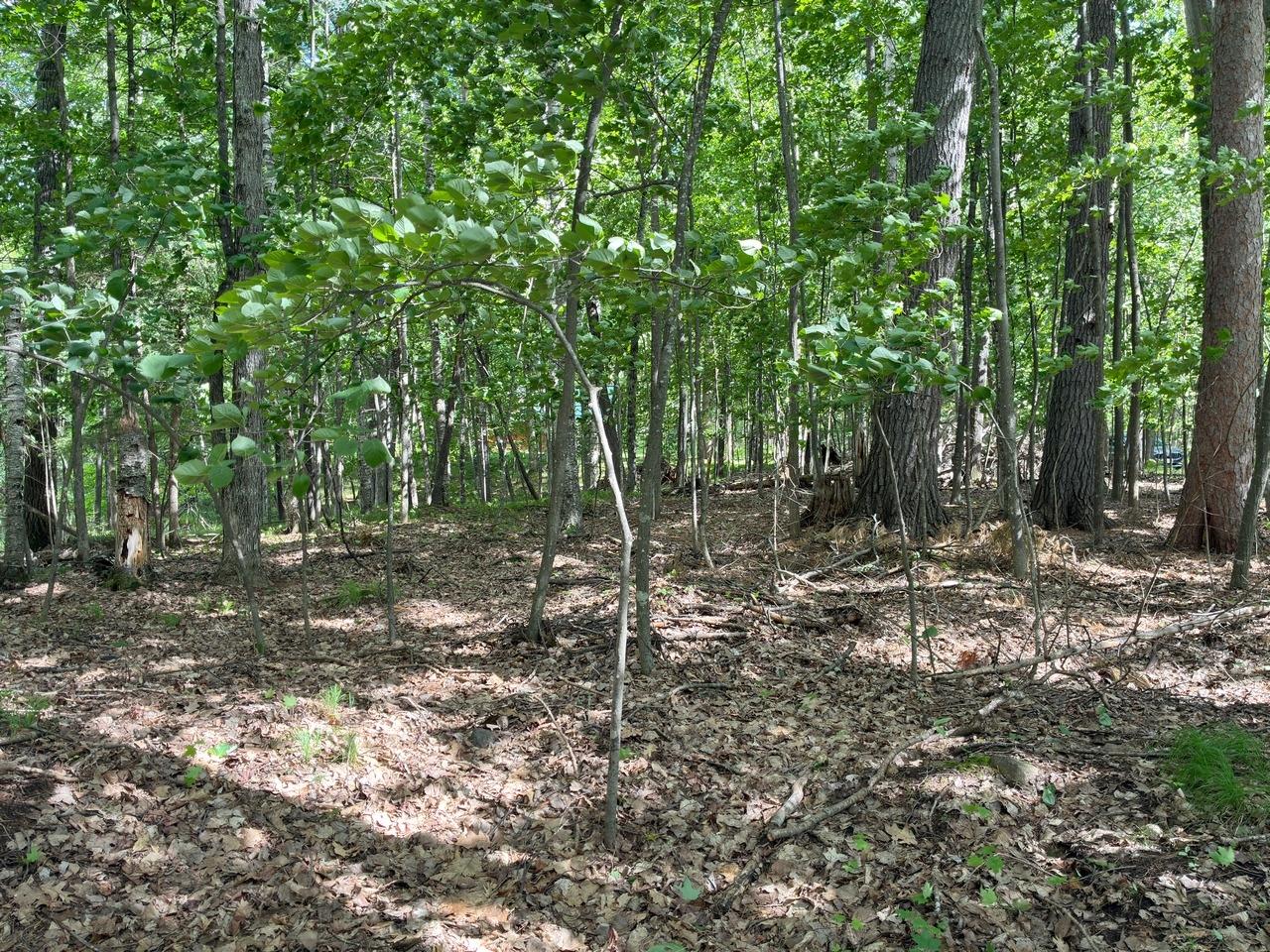 On Kein Road, Unit LOT 12 Mercer, WI 54547 - Photo 19 of 20 Gallery Image 19