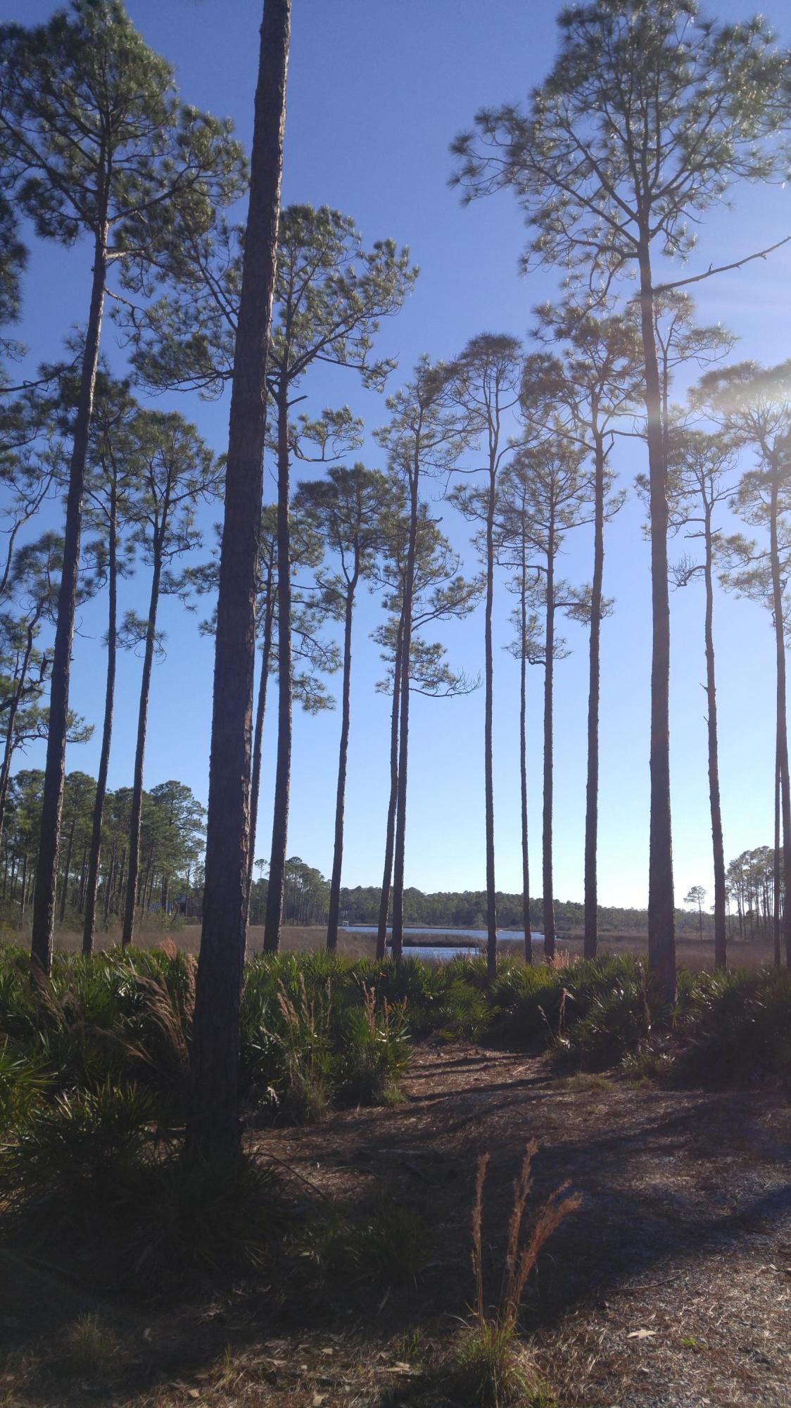 191 West Nursery Road Santa Rosa Beach, FL 32459 - Photo 6 of 11 a view of a yard with a tree
