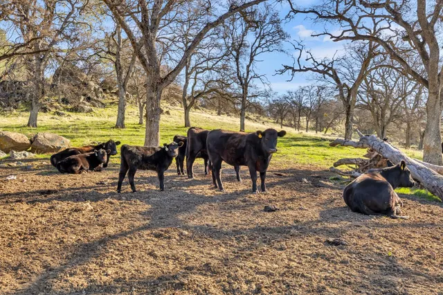 a view of a yard with an trees