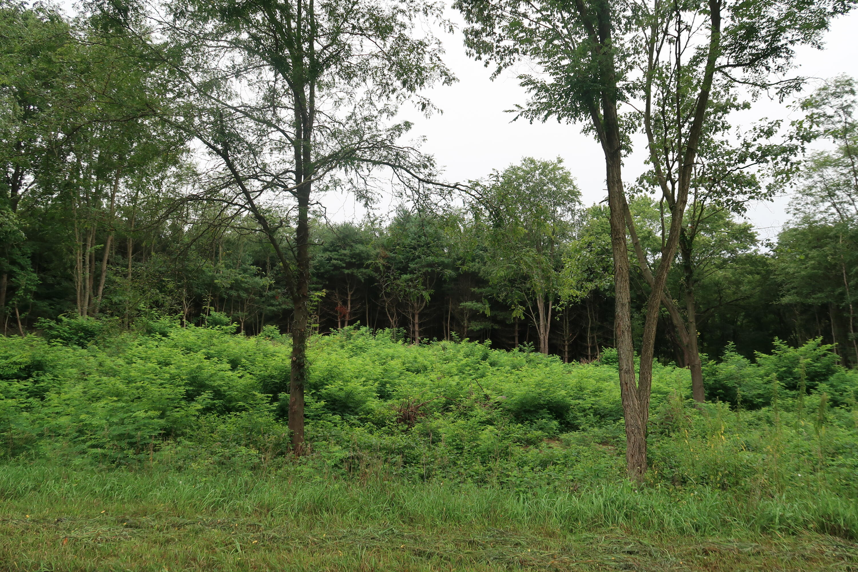 2 Highfield Road Three Rivers, MI 49093 - Photo 1 of 15 Front pic of lot