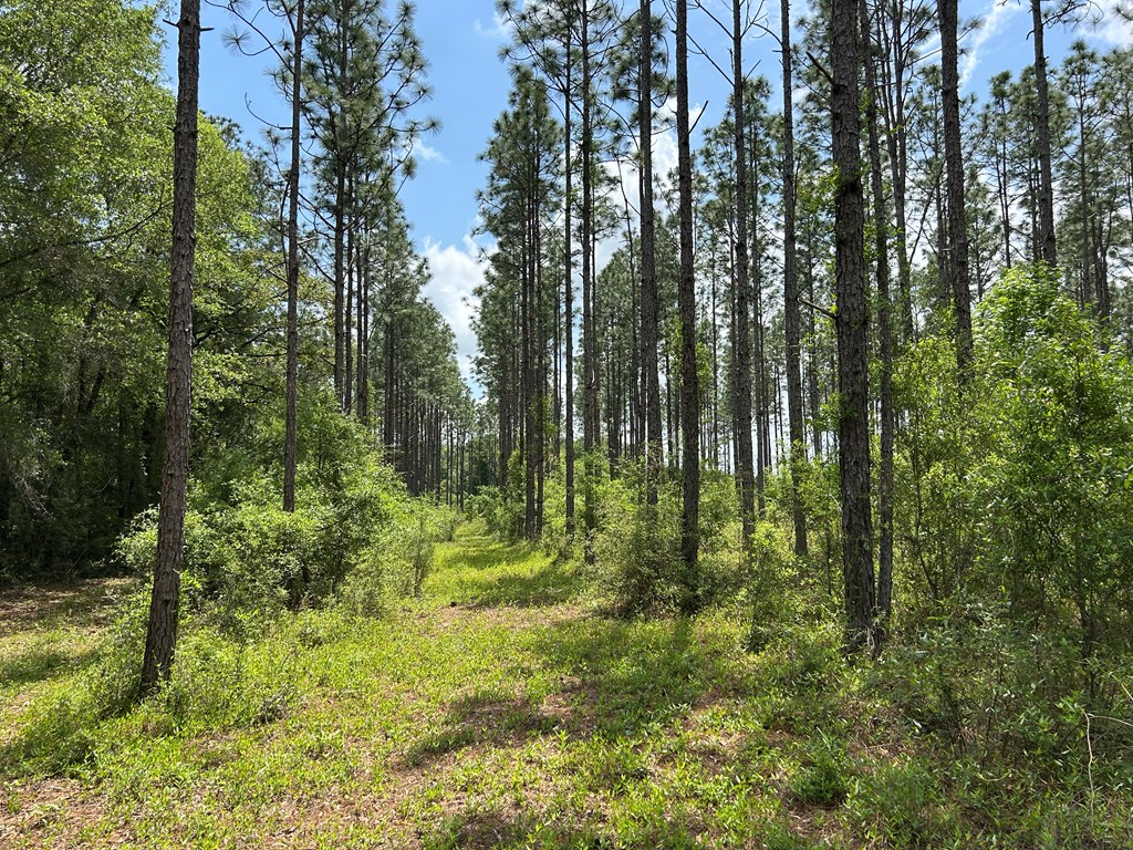 10907-44 -ac) Cty Road Hartford, AL 36344 - Photo 46 of 52