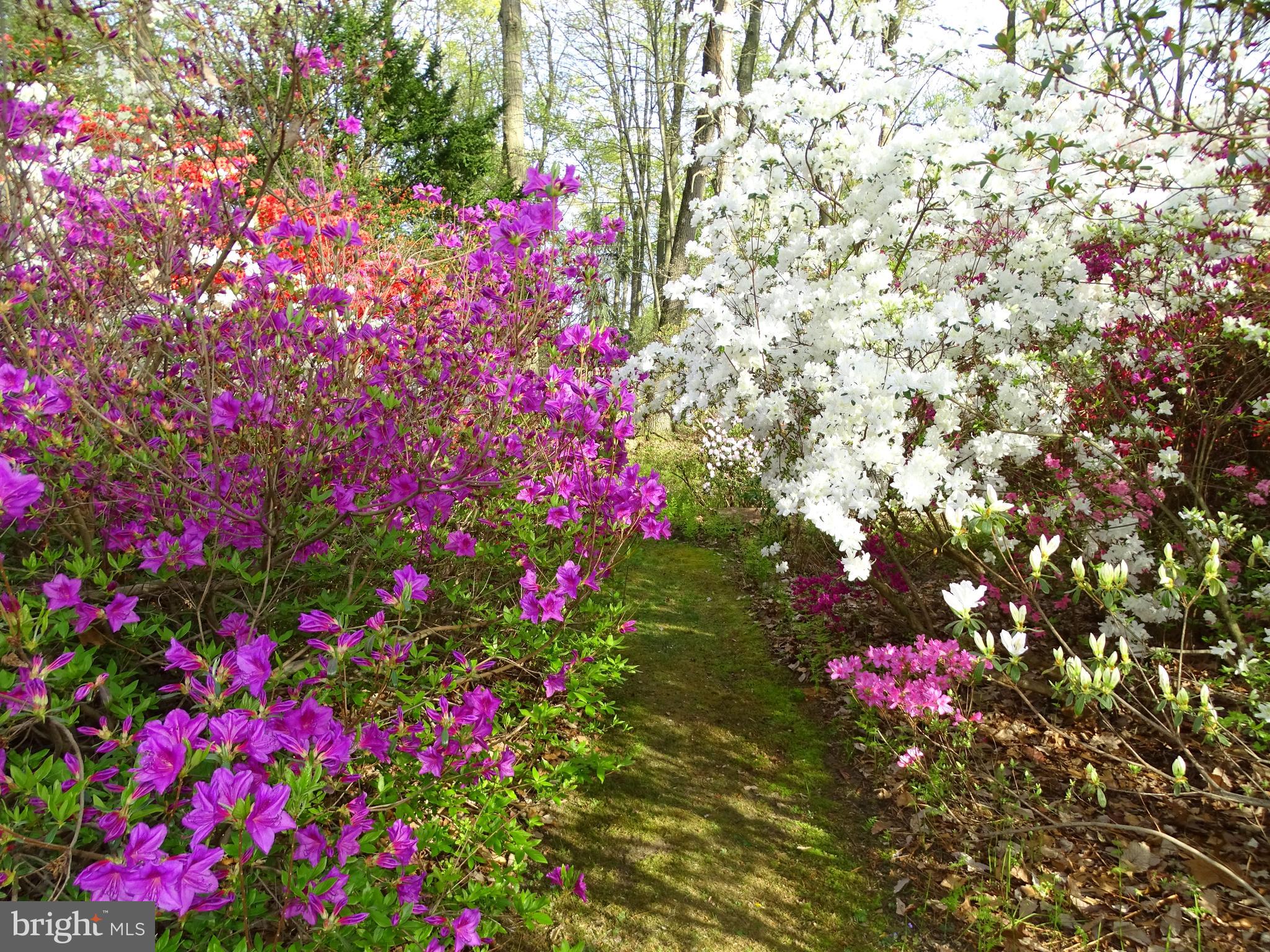 116 Sherwin Road Mullica Hill, NJ 08062 - Photo 26 of 36 Blooming gardens