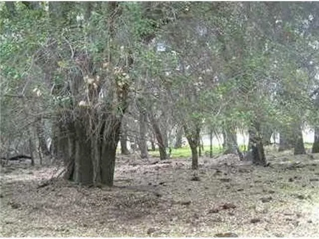 a view of outdoor space with lots of trees