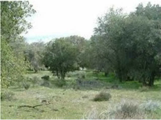 a view of a forest with trees in the background