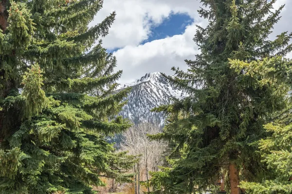 a close up of a plant