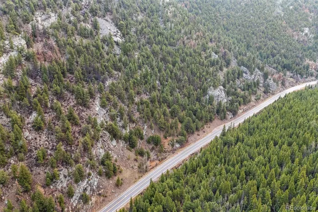 a close up of a plant in a garden