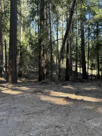 a view of a yard with large trees