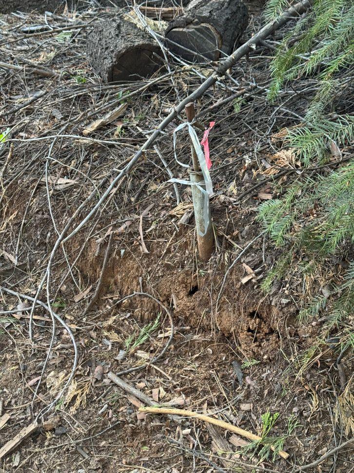 0 Caine Road Alta, CA 95701 - Photo 6 of 10 a picture of a tree