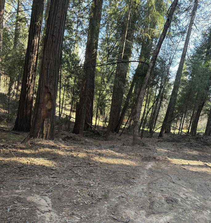 0 Caine Road Alta, CA 95701 - Photo 7 of 10 a view of a yard with trees