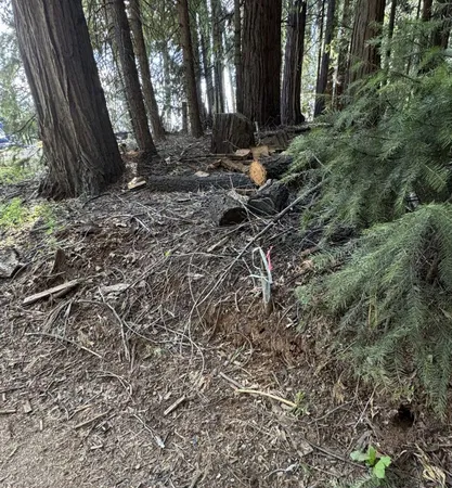 a view of a tree in a yard