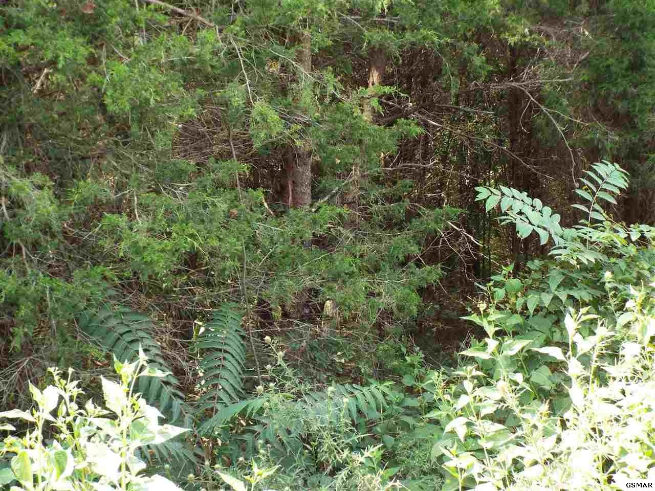 13 Brookstone Road Parrottsville, TN 37843 - Photo 9 of 19 Gallery Image 9