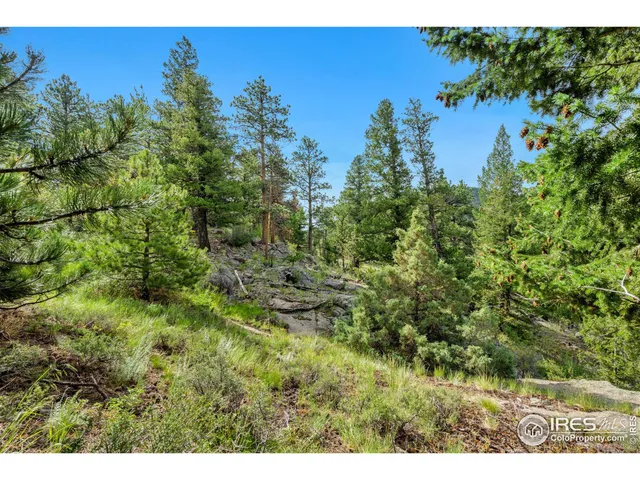 a view of a bunch of flowers