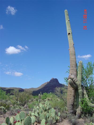 7400 West Ina Road, Unit LOT3E Tucson, AZ 85743 - Photo 2 of 3