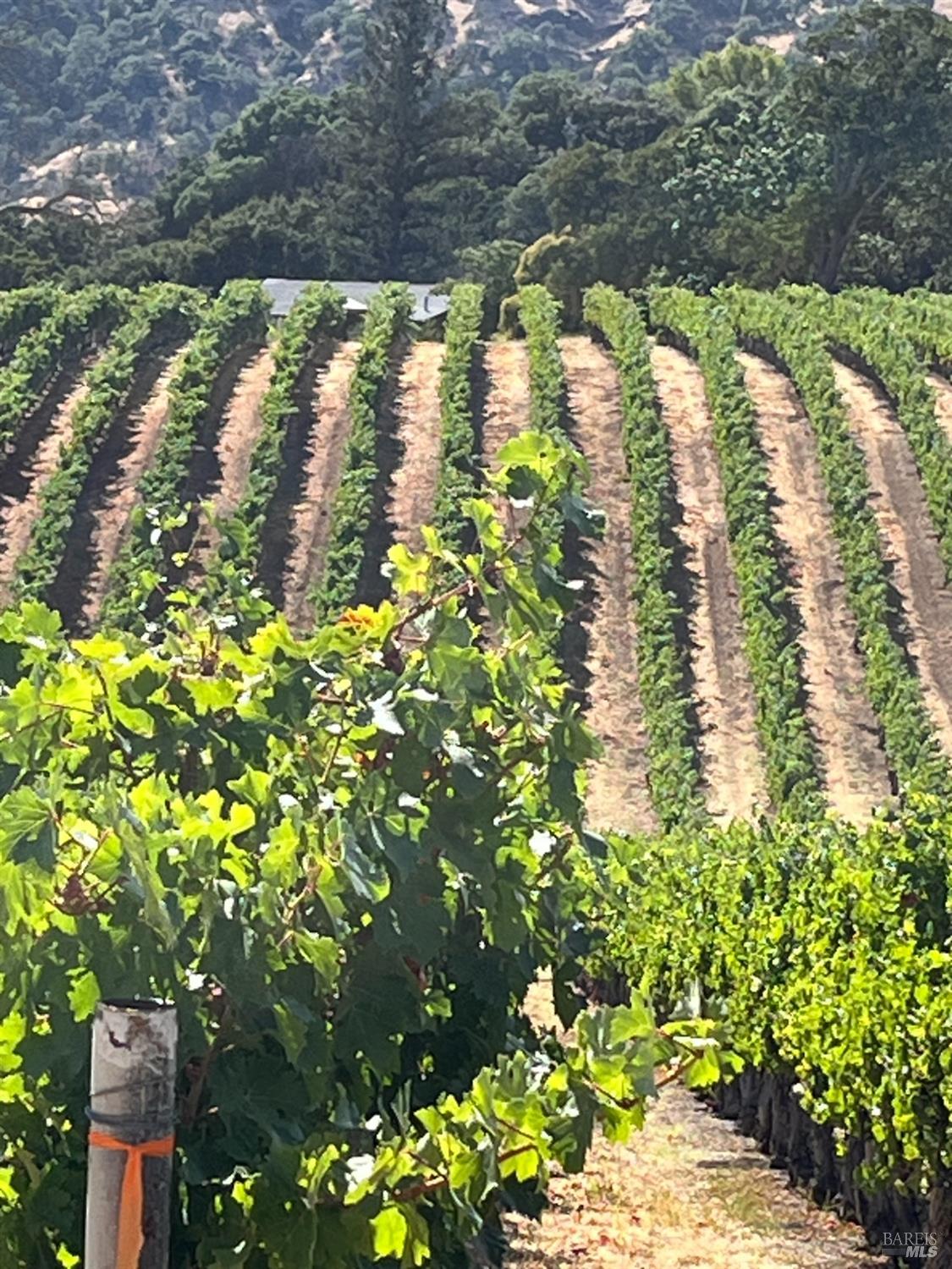 4060 Monticello Road Napa, CA 94558 - Photo 17 of 54 a backyard of a house with a yard and outdoor seating
