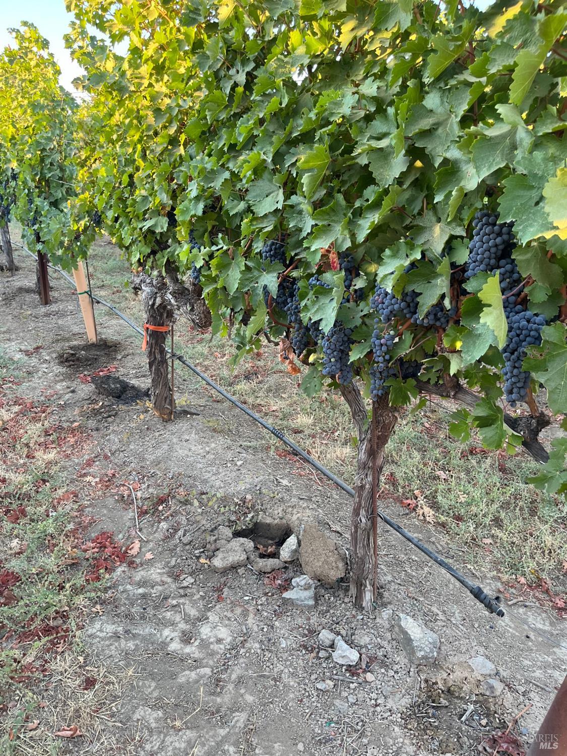 4060 Monticello Road Napa, CA 94558 - Photo 29 of 54 a view of a tree in the yard