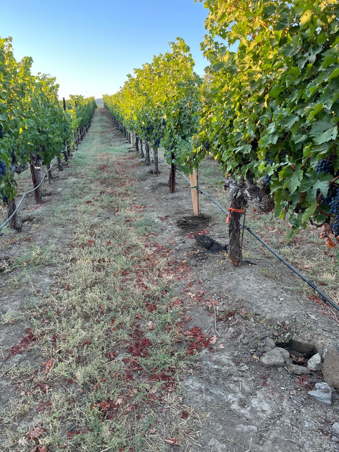 4060 Monticello Road Napa, CA 94558 - Photo 30 of 54 a view of a yard with a tree