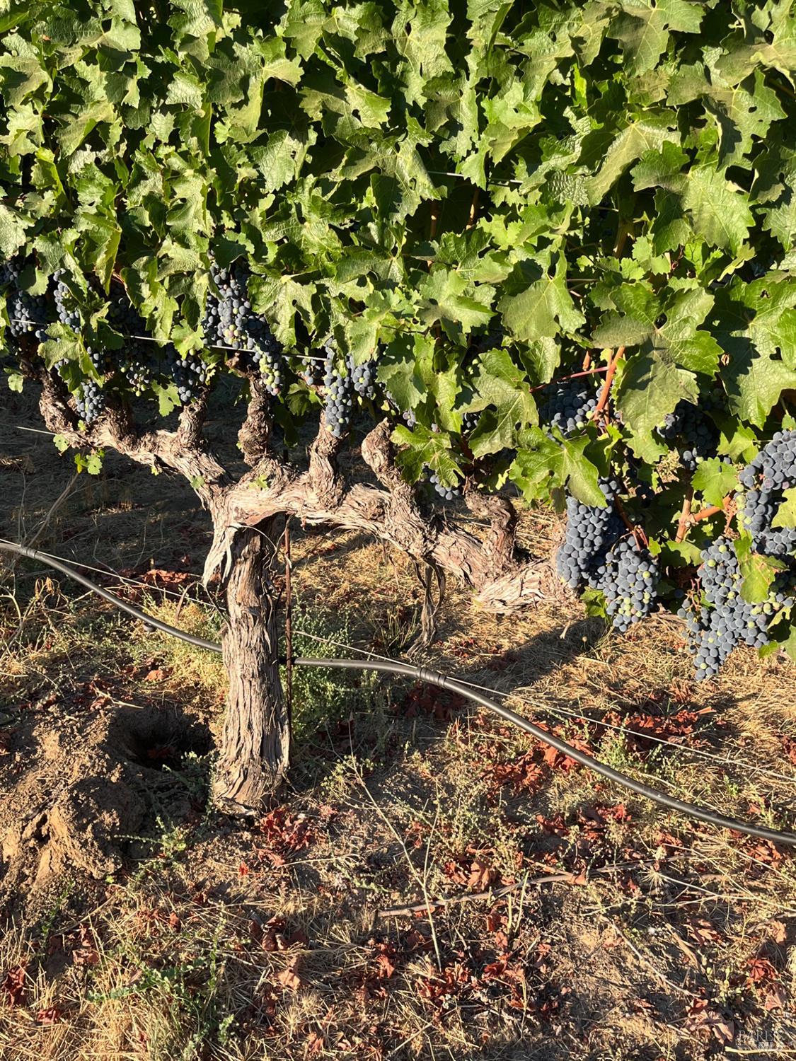 4060 Monticello Road Napa, CA 94558 - Photo 32 of 54 a backyard of a house with lots of plants and trees