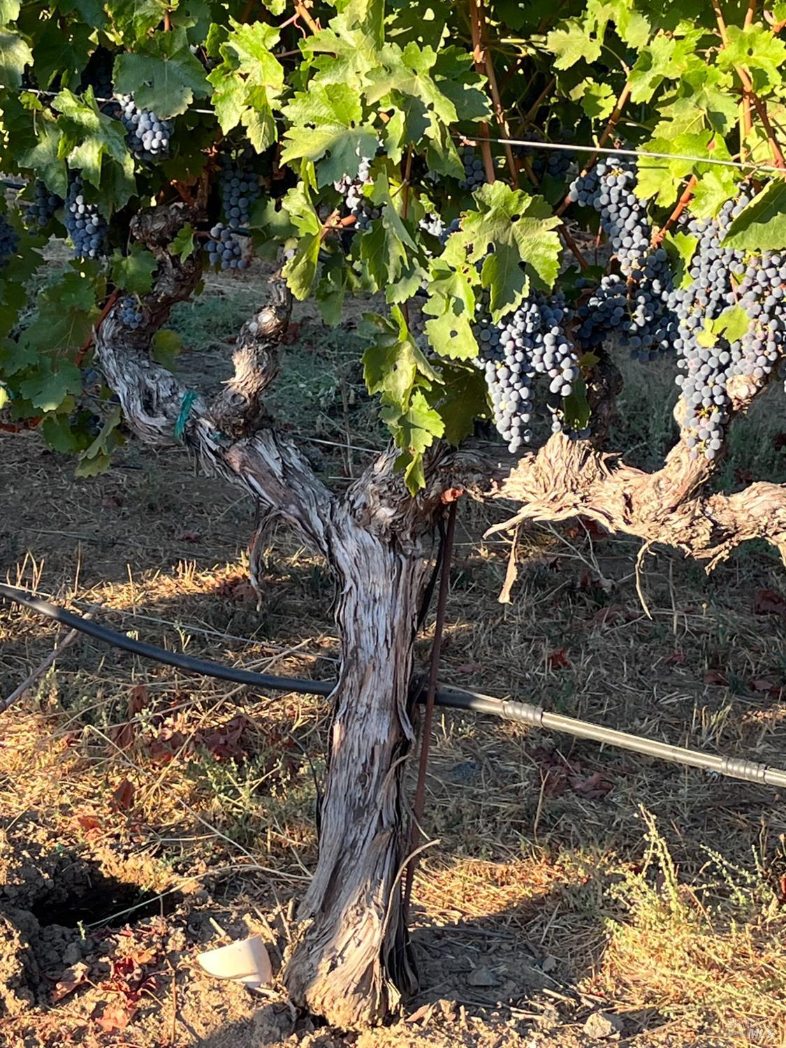 4060 Monticello Road Napa, CA 94558 - Photo 33 of 54 a view of a tree with a yard