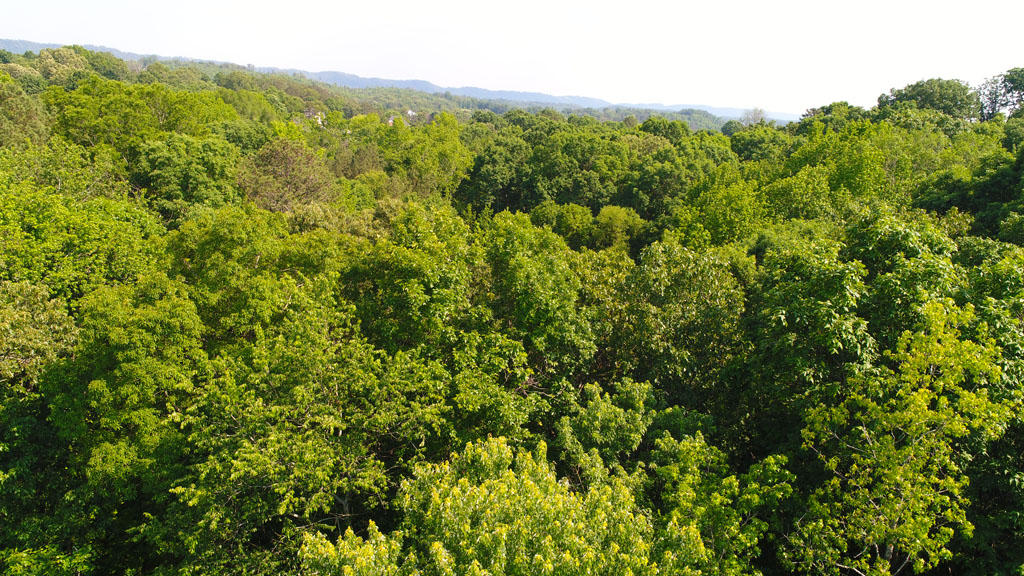 720 Swansons Ridge Road Chattanooga, TN 37421 - Photo 23 of 25 PRIVATE BACK YARD