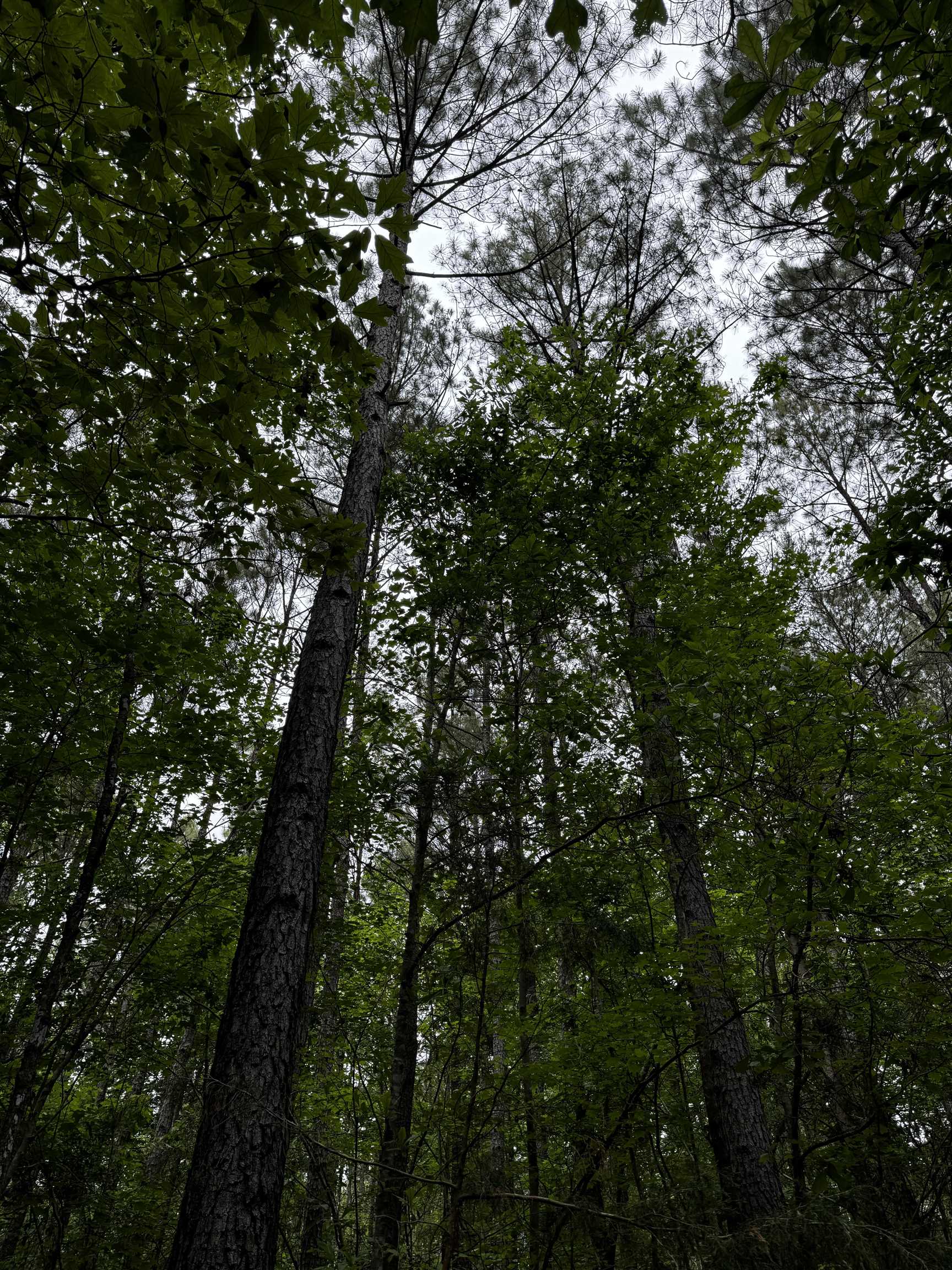 0 Walnut Grove Road Roebuck, SC 29376 - Photo 15 of 17 Gallery Image 15