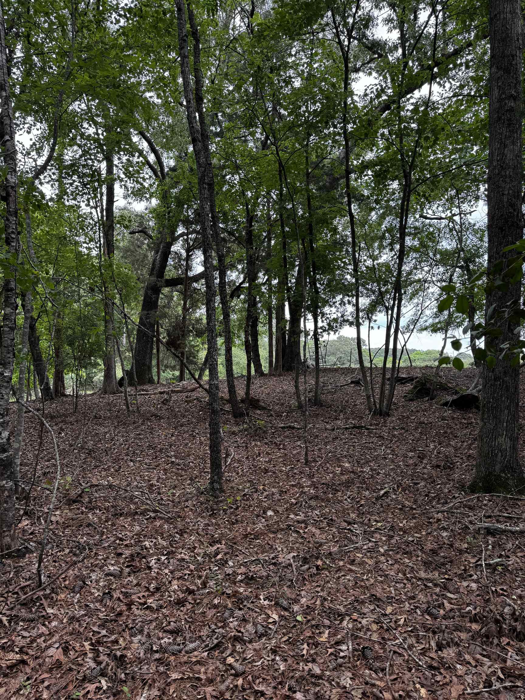 0 Walnut Grove Road Roebuck, SC 29376 - Photo 16 of 17 Gallery Image 16