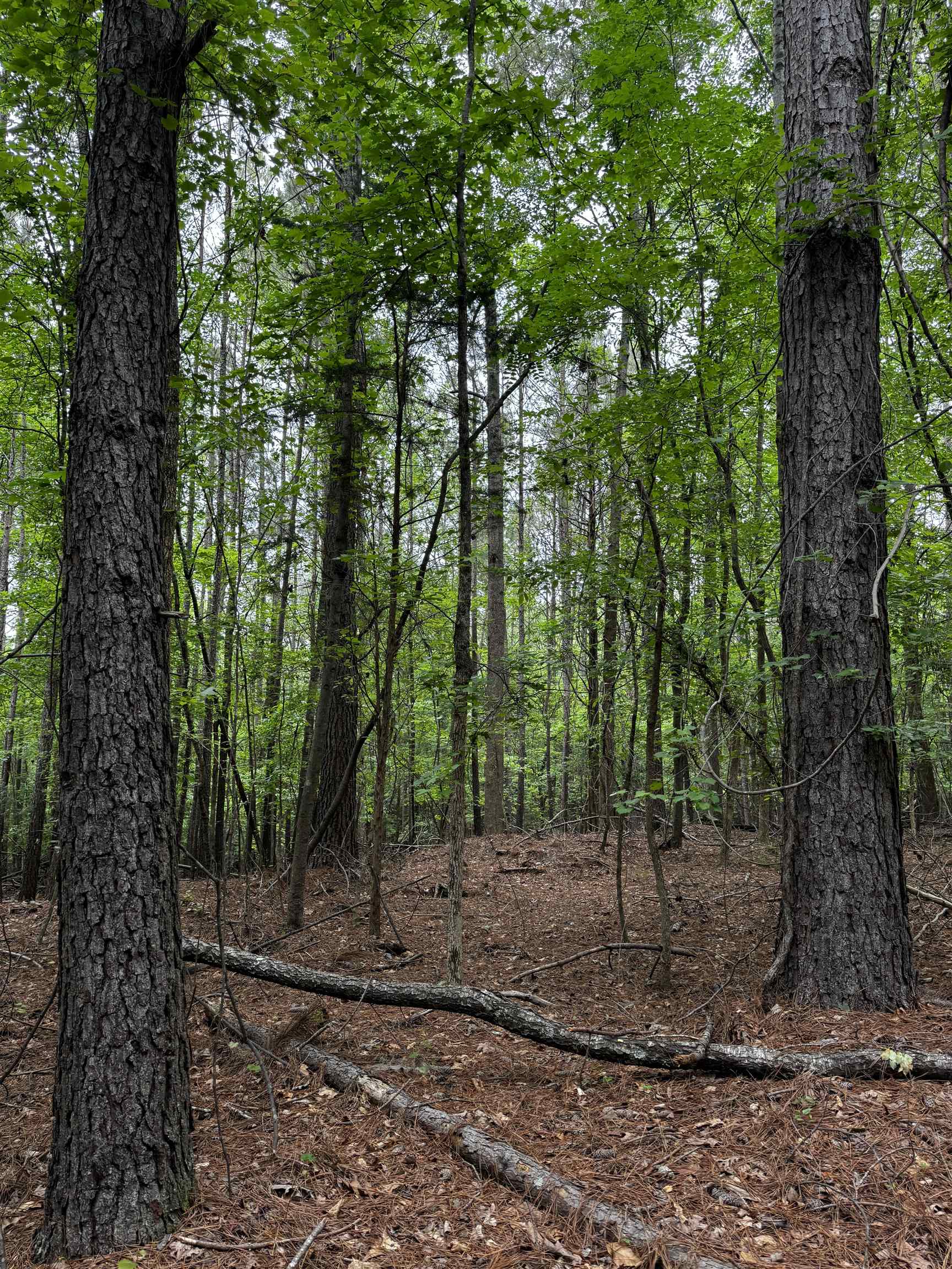 0 Walnut Grove Road Roebuck, SC 29376 - Photo 17 of 17 Gallery Image 17