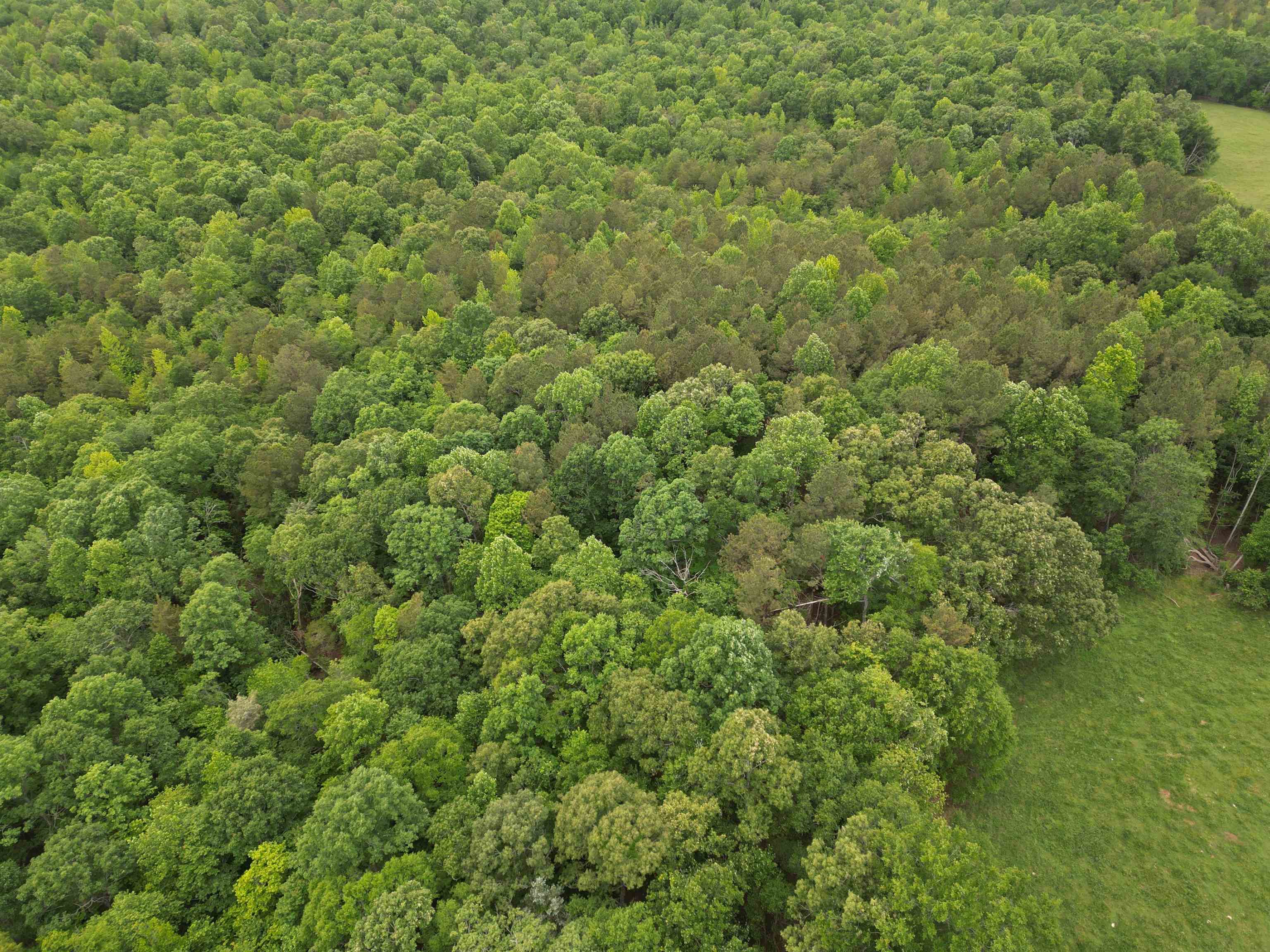 0 Walnut Grove Road Roebuck, SC 29376 - Photo 2 of 17 Gallery Image 2