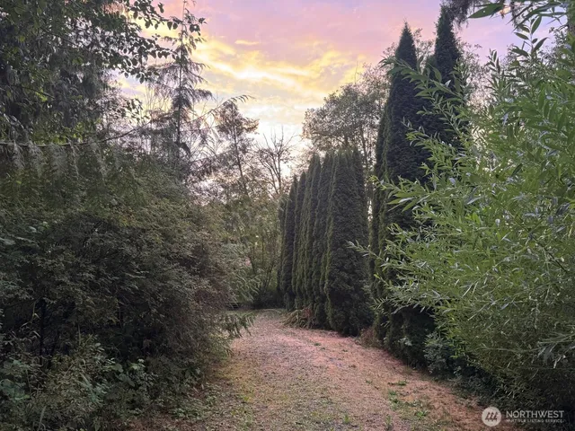 a view of a forest with trees