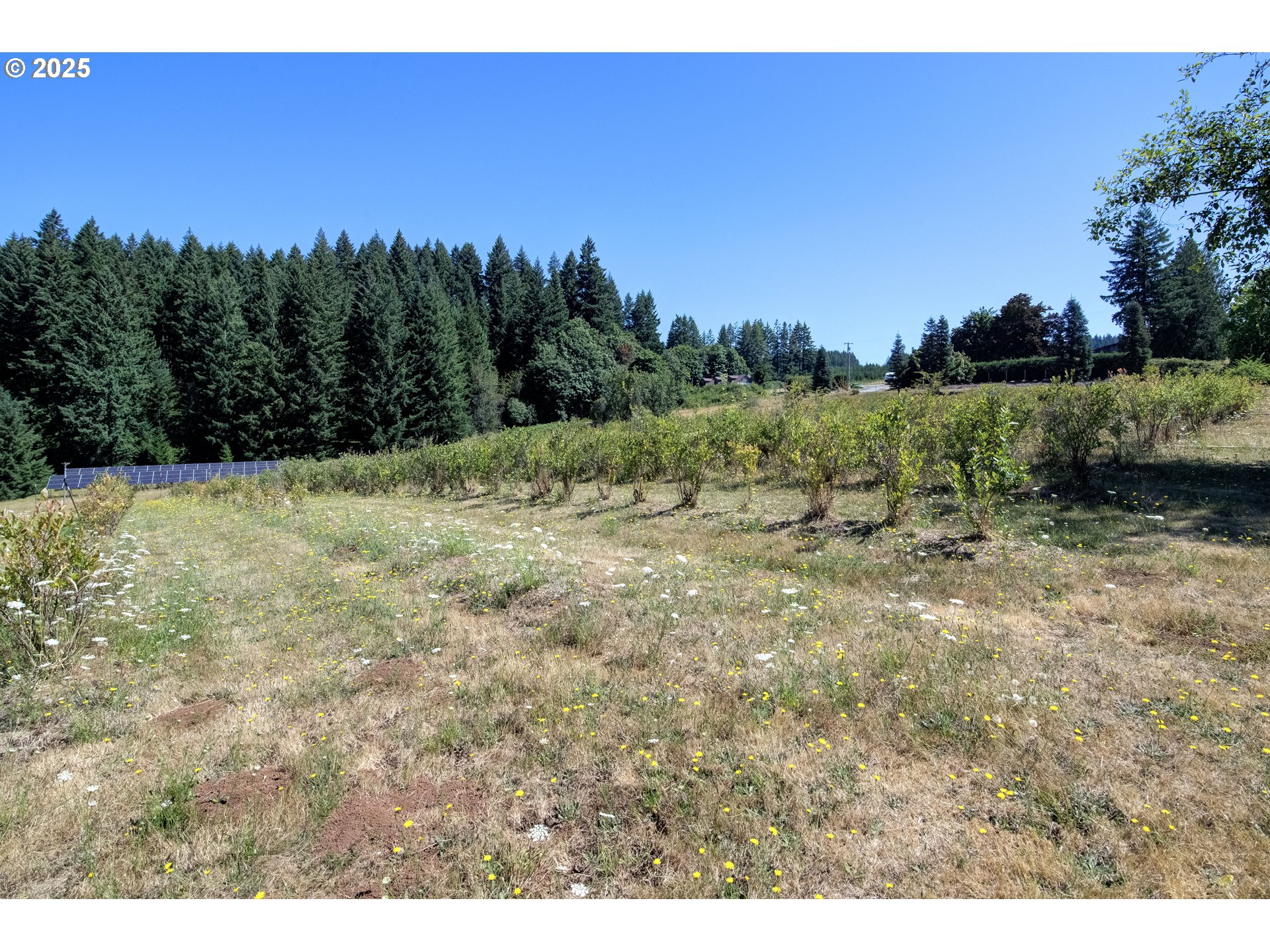 25113 South Ridge Road Beavercreek, OR 97004 - Photo 29 of 43 a view of a yard with a tree