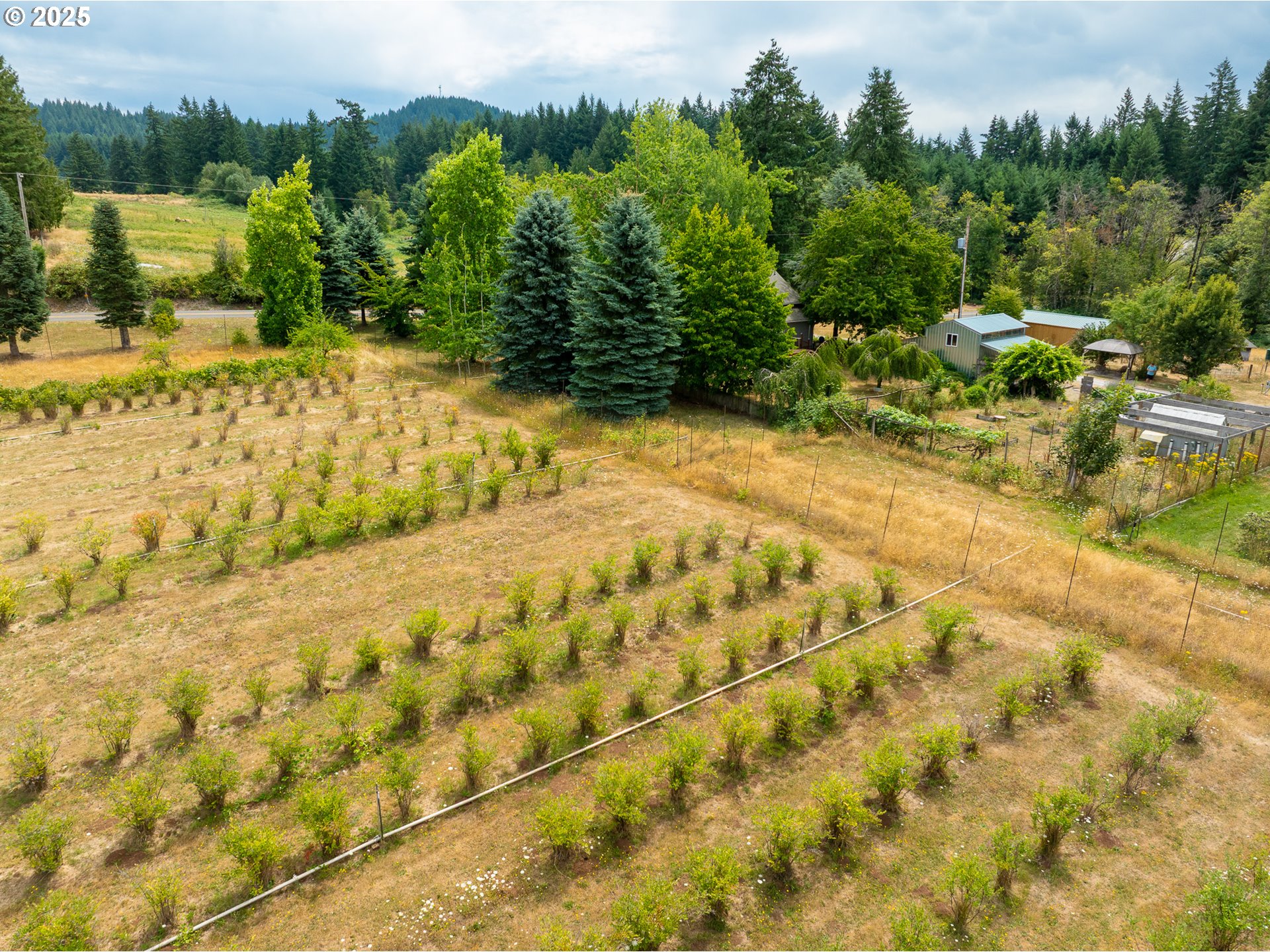 25113 South Ridge Road Beavercreek, OR 97004 - Photo 42 of 43 a view of a yard with an trees
