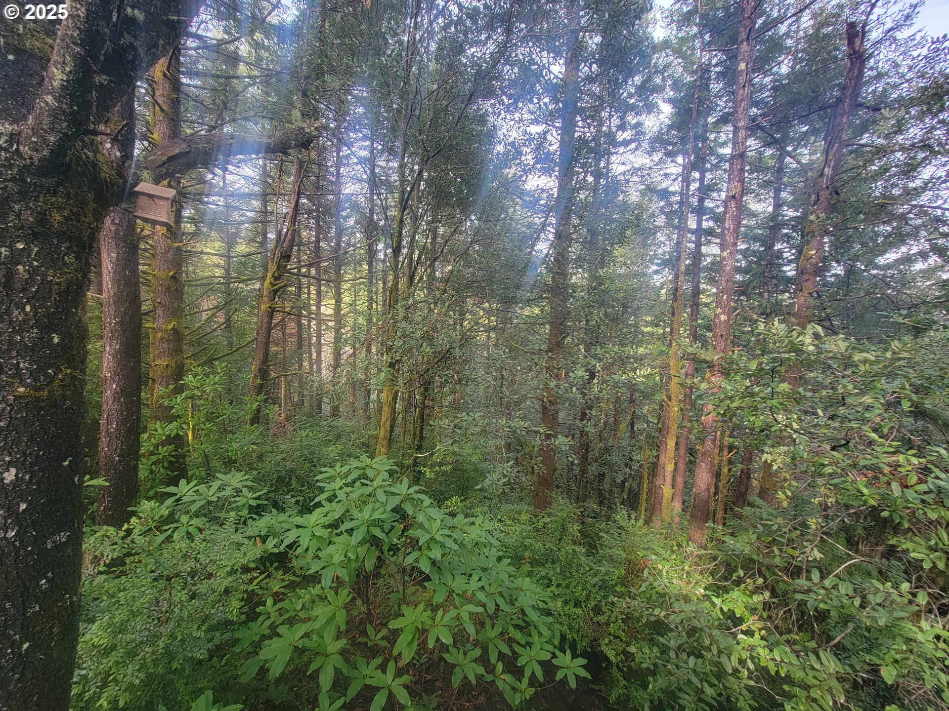 Deady Street Port Orford, OR 97465 - Photo 7 of 17 a view of a green field in the middle of a forest