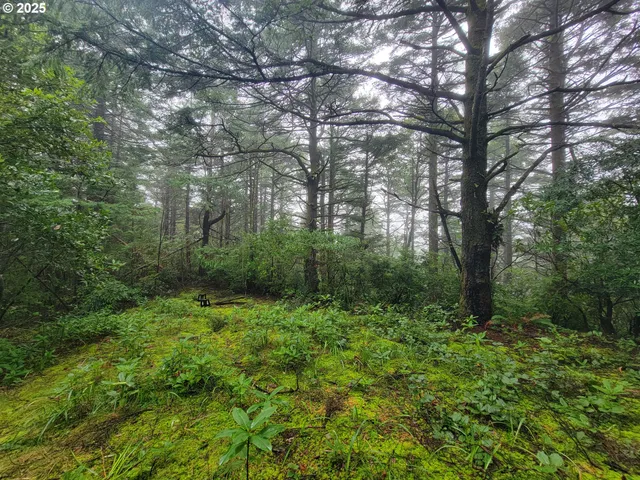 a view of a lush green forest