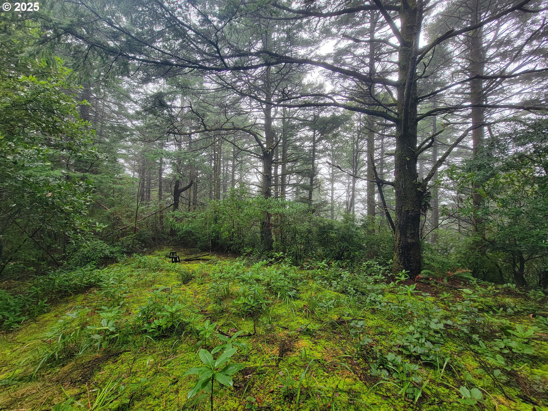 Deady Street Port Orford, OR 97465 - Photo 8 of 17 a view of a lush green forest