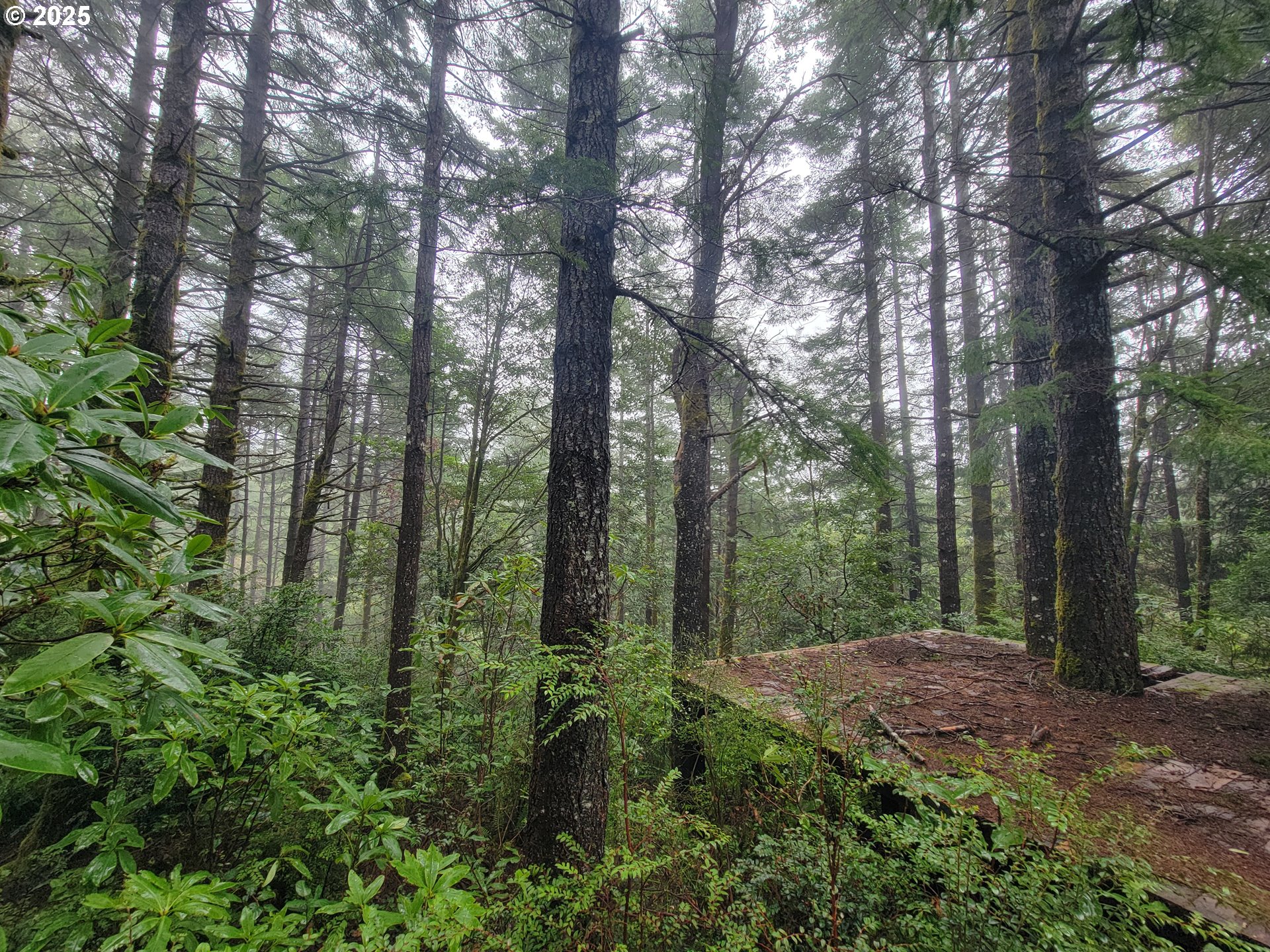 Deady Street Port Orford, OR 97465 - Photo 9 of 17 a view of a forest with trees