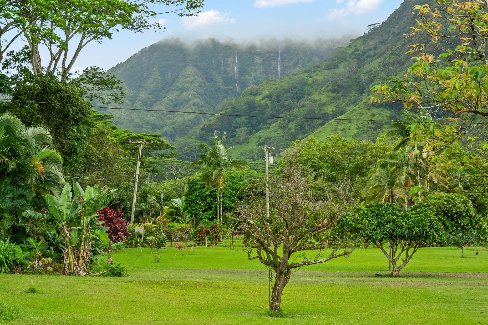 7060 Kahuna Road Kapaa, HI 96746 - Photo 3 of 25 a view of a garden