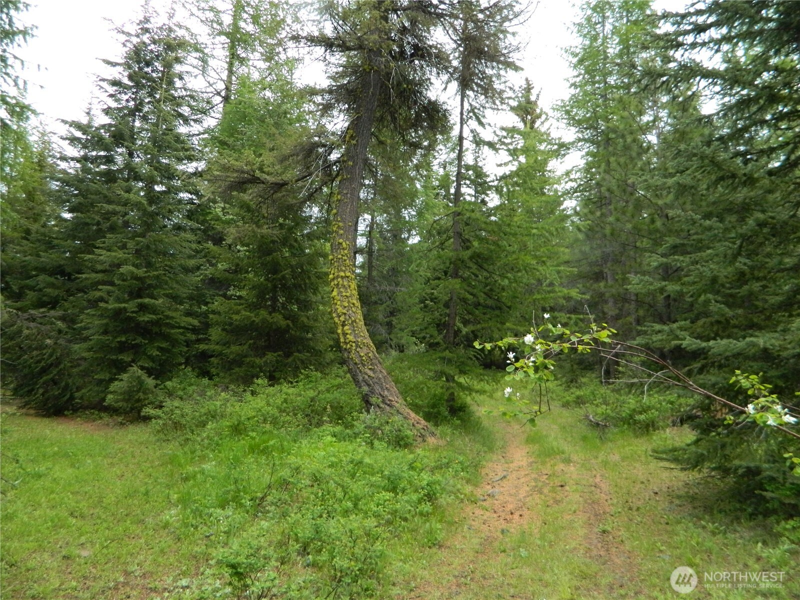 0 Tobys Mill Road Tonasket, WA 98855 - Photo 16 of 19 Gallery Image 16