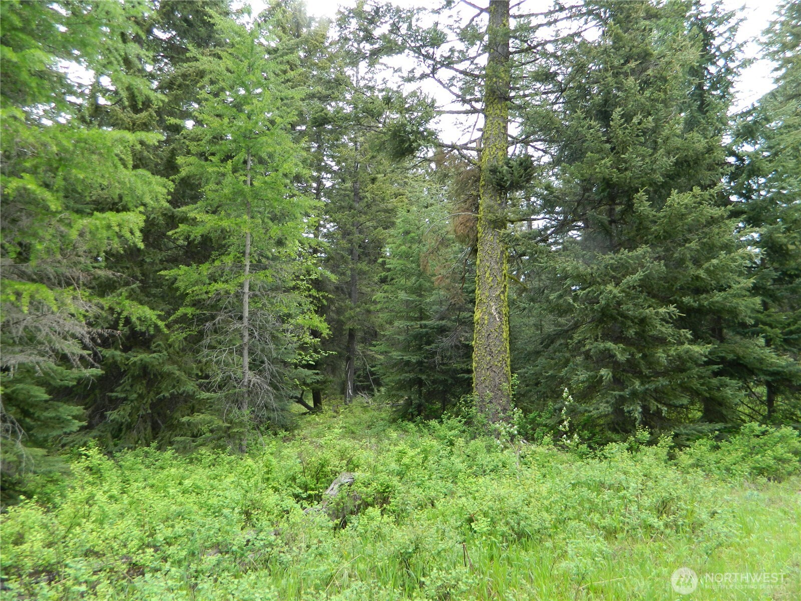 0 Tobys Mill Road Tonasket, WA 98855 - Photo 17 of 19 Gallery Image 17