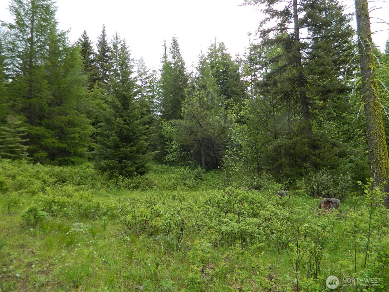 0 Tobys Mill Road Tonasket, WA 98855 - Photo 10 of 19 Gallery Image 10