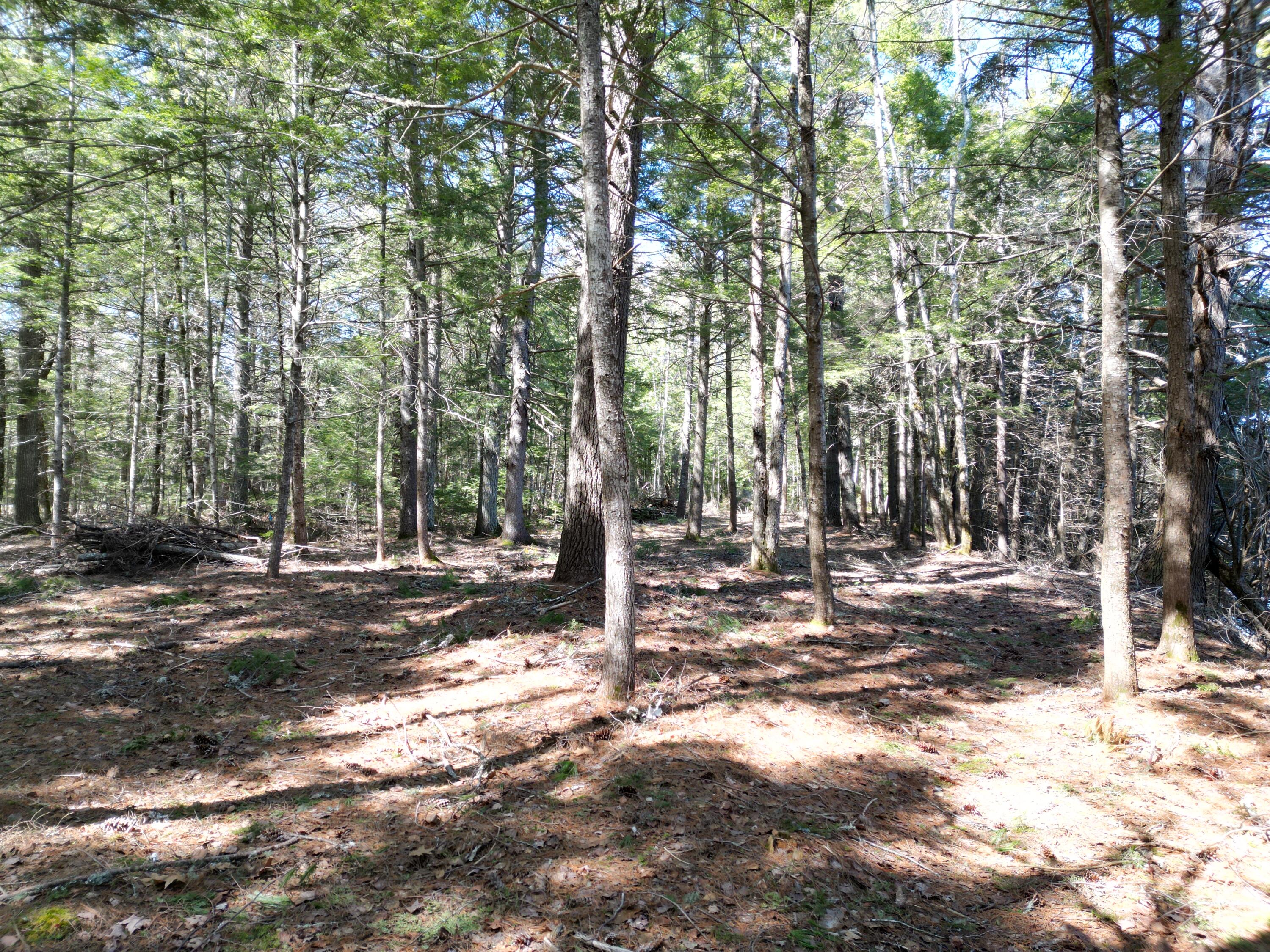 Tbd Edinburg Road Howland, ME 04448 - Photo 8 of 23 DJI_0008