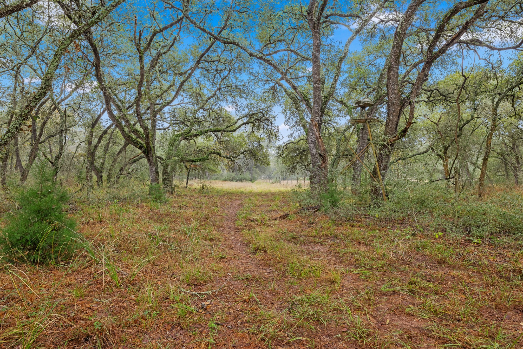 1131 Greak Road Weimar, TX 78962 - Photo 31 of 42 a view of backyard with green space